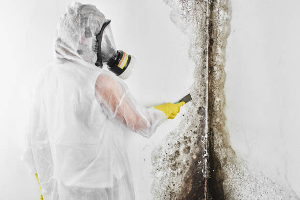 Home Mold Removal in Washington, KS