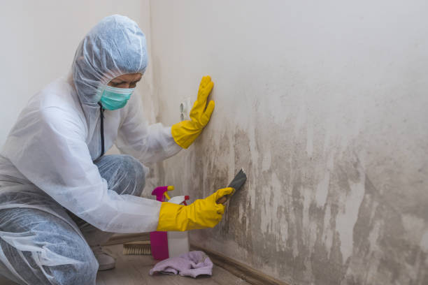 Best Toxic Mold Removal  in Washington, KS