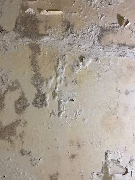 Best Mold Remediation  in Washington, KS