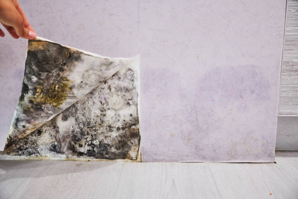 Best Attic Mold Removal  in Washington, KS